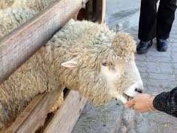 평창 대관령 양떼목장 1 