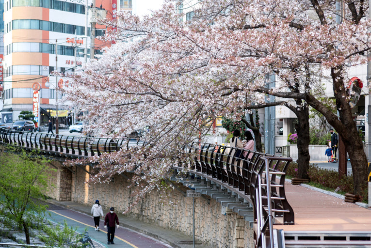 온천천 가는법 벚꽃 시즌 산책 코스 주차 정보