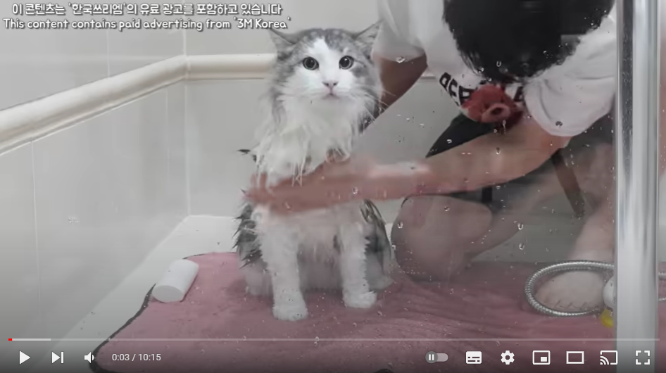 반려동물, 반려견, 반려묘, 강아지, 개, 고양이, 냥이