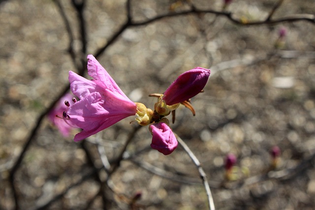 황매산 철쭉축제 기본정보