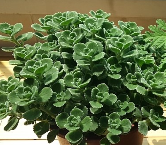 모기퇴치식물 장미허브