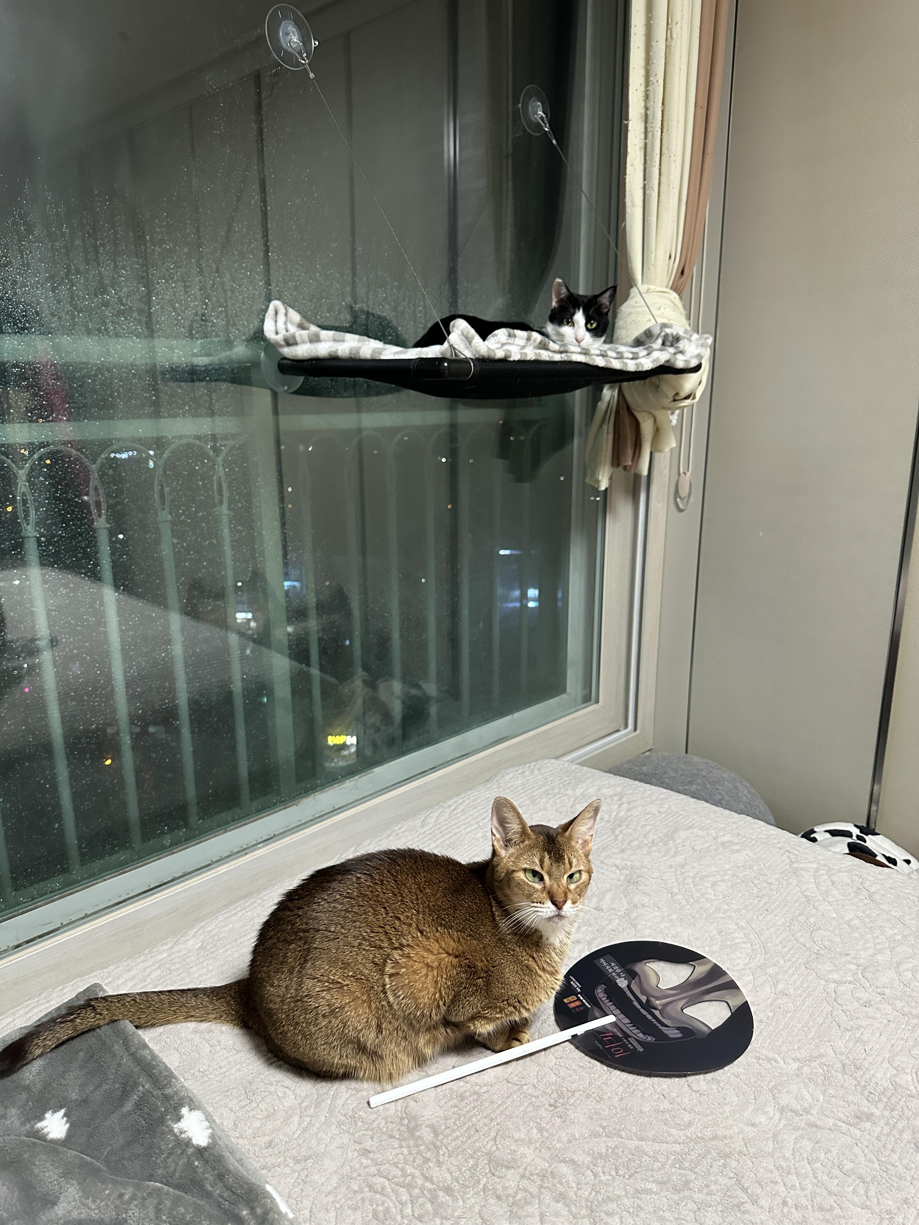 젖소냥이_두리와_아비시니안_루디