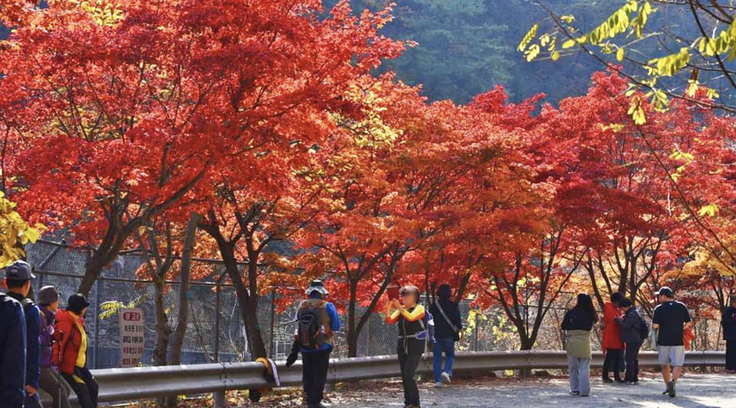 58년 만에 개방된 서울대 안양수목원: 비밀의 숲에서 열린 힐링 공간까지 완벽 가이드