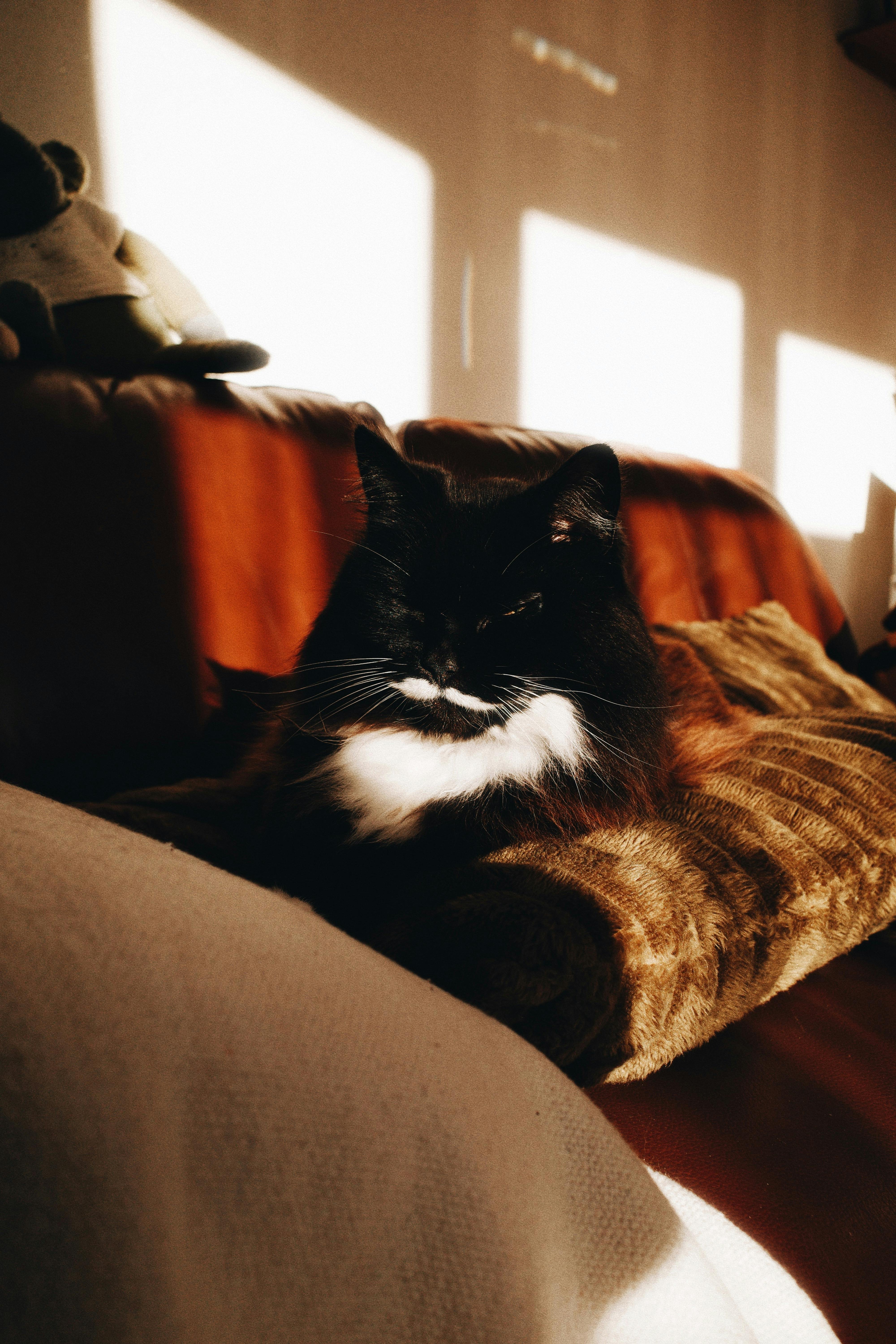 반려동물 보험 시장 확대와 보험사·핀테크 기업 전망|2026 핵심 분석