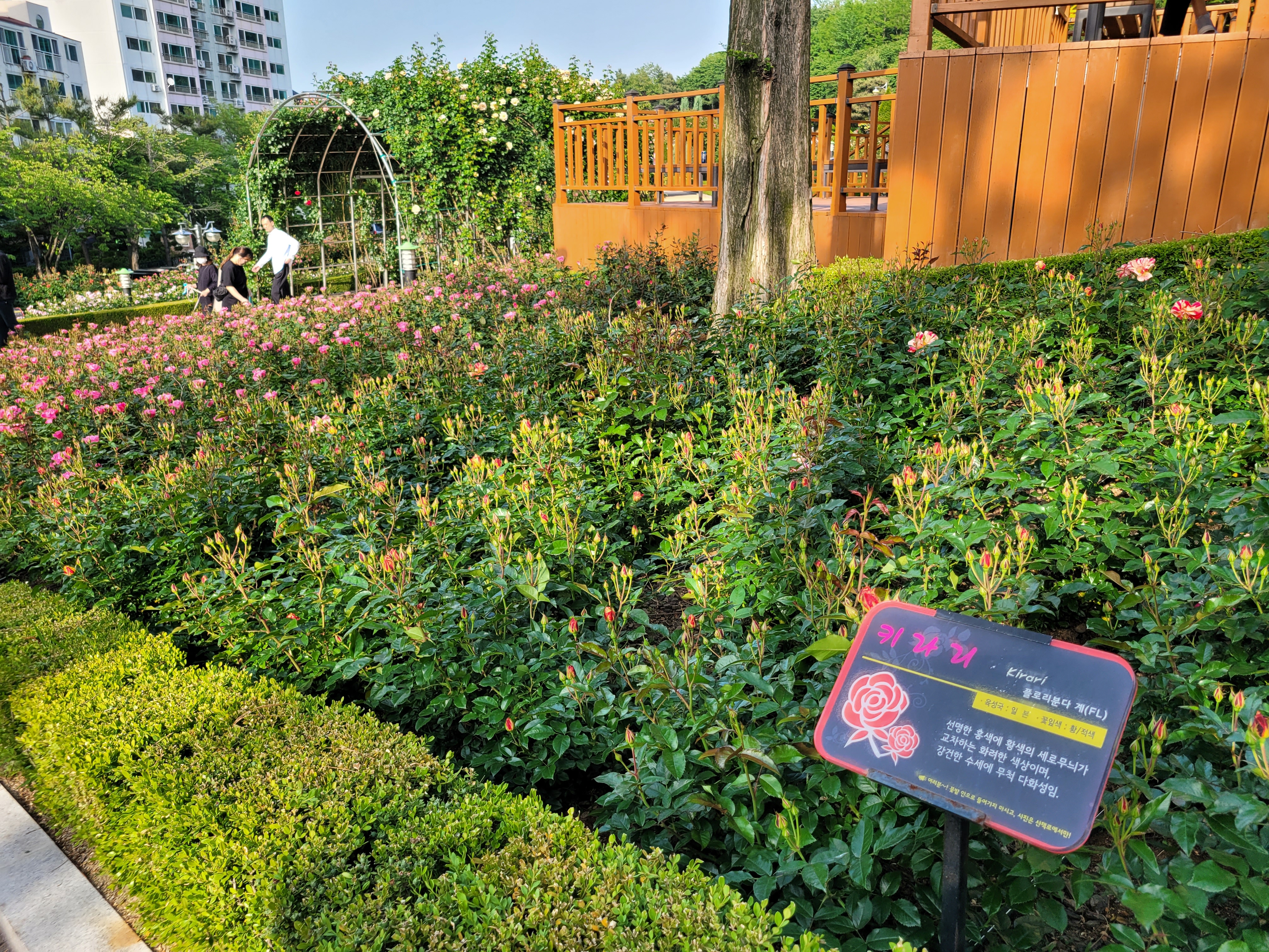 장미꽃이 아직 덜 피었어요.