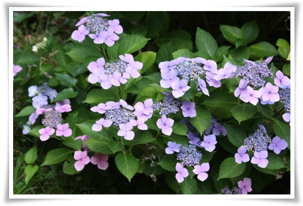 "산수국" 아름다운 매력을 한껏 간직하고 있는 여름 대표 꽃!