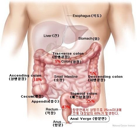 대장암 초기증상-사람의 몸속구조