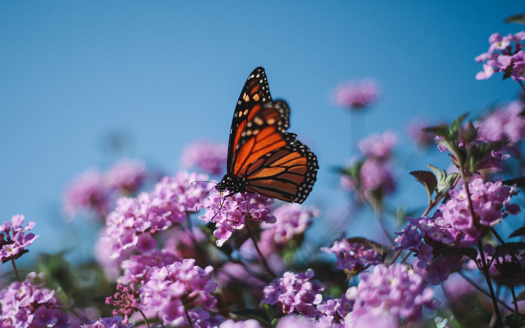 나비 (butterfly)