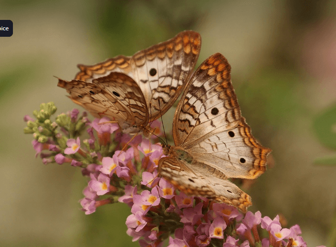 나이 꿈 해몽 풀이