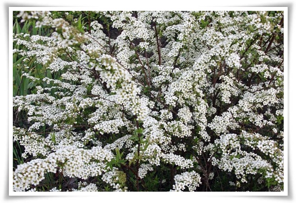 &quot;설유화&quot; 눈꽃보다 아름다운 꽃, 봄을 깨우는 순백의 기적!