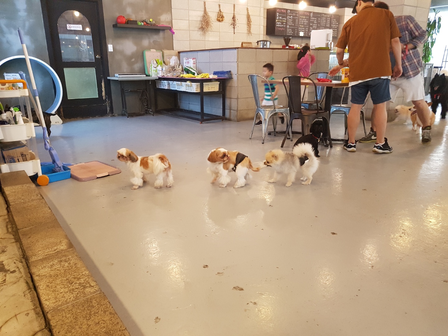 애견카페