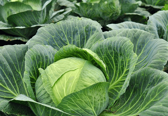 밭에 양배추가 가득 심어져 있다. 둥그런 양배추들이고 초록색 잎들이 매우 넓게 퍼져있다.