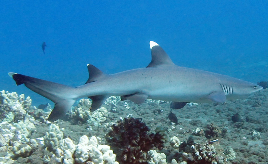 화이트팁 리프 샤크(White-tip Reef Shark)