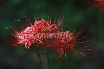 꽃무릇과 상사화 차이 요약 정리를 한눈에_15