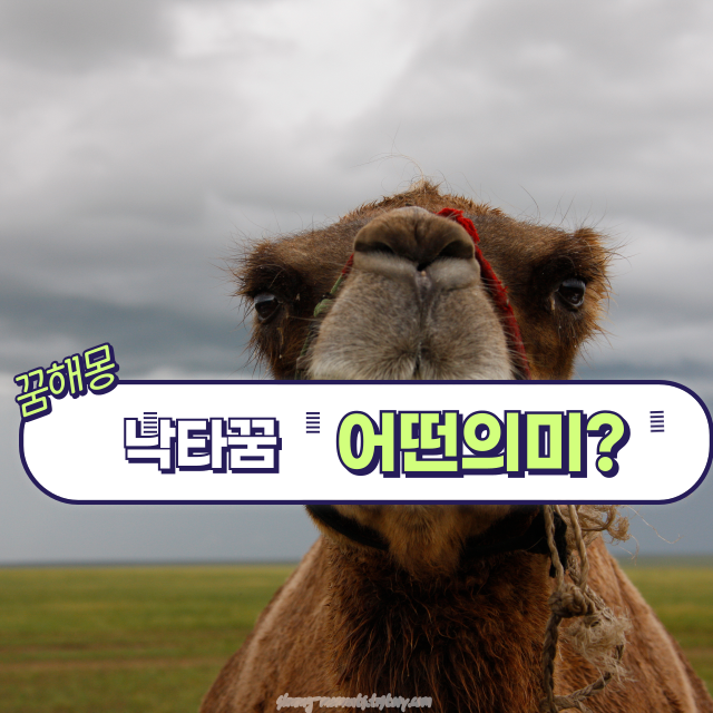 🐪봄날 낙타 꿈 해몽 20가지 – 인내와 여유, 그리고 먼 여정을 의미하는 상징들🌿