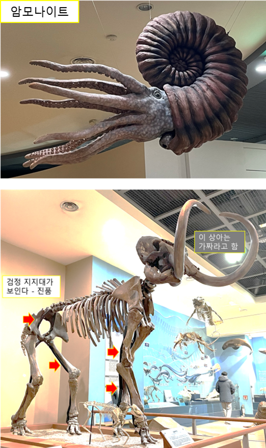 암모나이트 모형과 메머드의 뼈 전시물