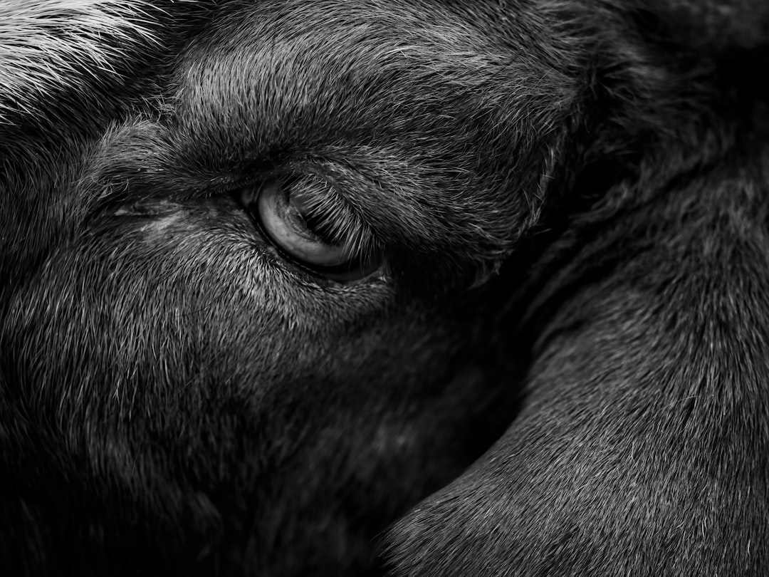black goat