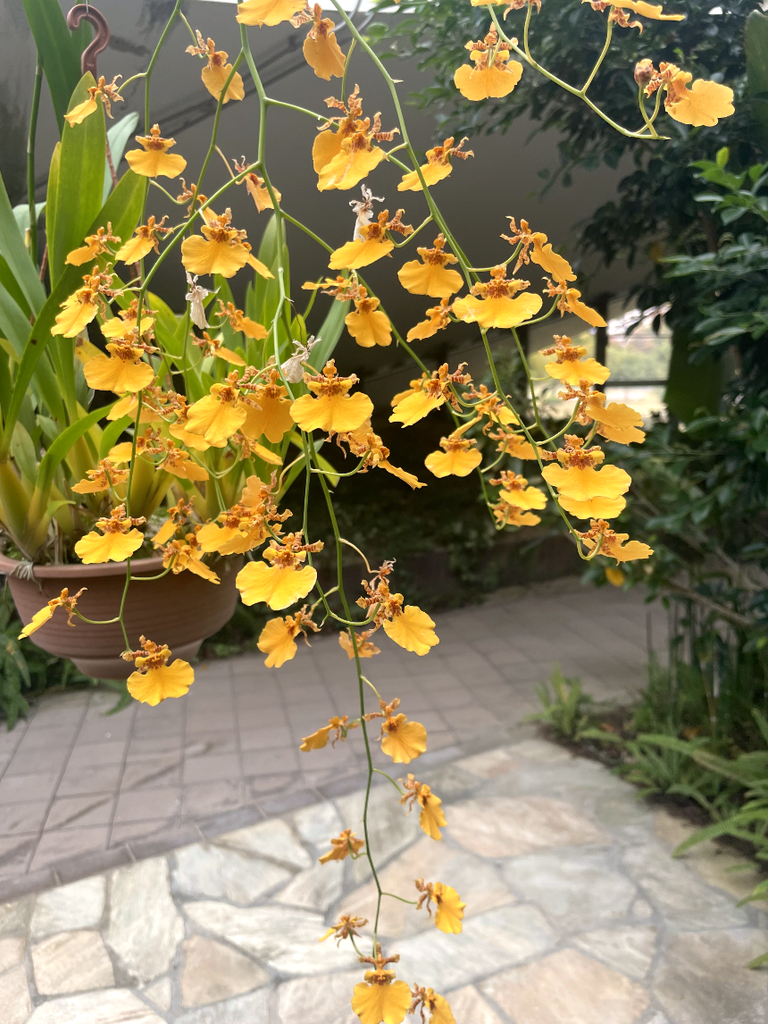 아일랜드시티 중앙공원 전경 꽃전시1