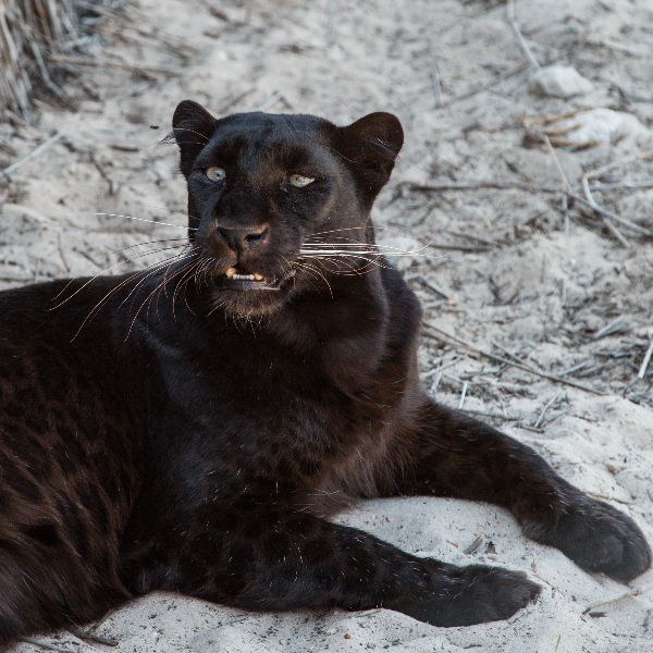 Black Panther