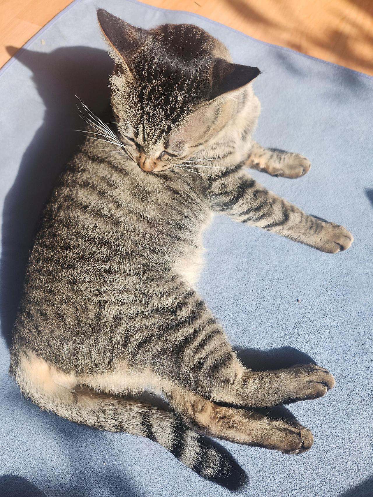 우리 고양이 맞춤 모래 찾기 품종과 건강 상태별 완벽 가이드