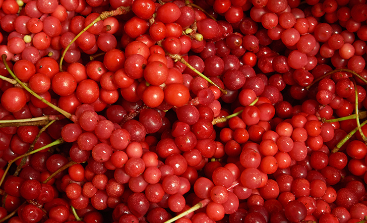 오미자 부작용은?