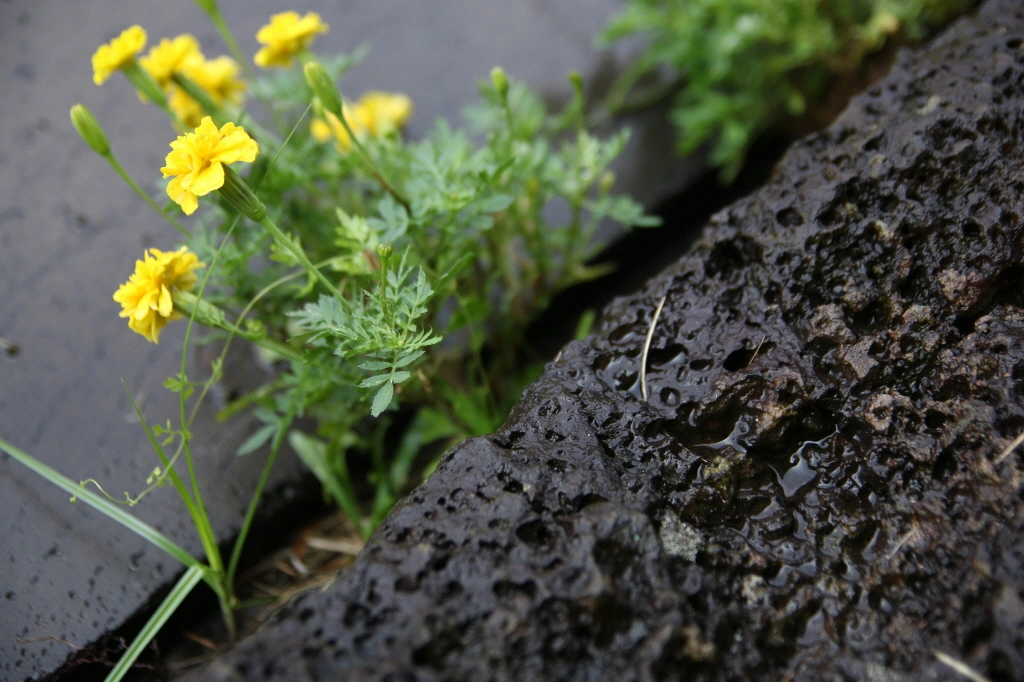 제주도 돌담 아래 노란색 꽃
