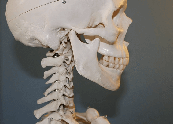 사람의 해골 오른쪽을 찍은 사진으로 두상과 턱뼈, 치아, 목뼈가 있다.