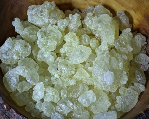 매스틱검(Pistacia lentiscus)