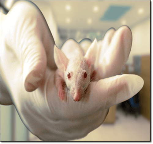 실험쥐