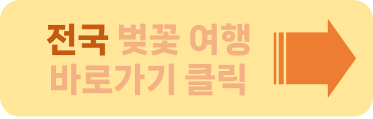 벚꽃 피는 시기