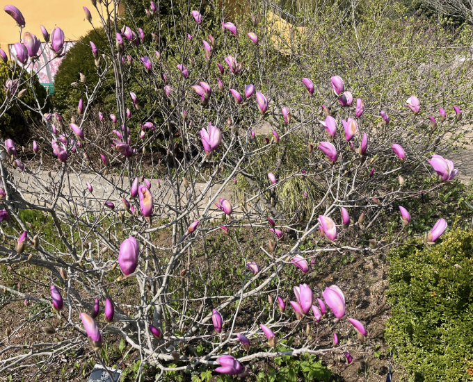 2025 천리포수목원 목련축제 일정 기간 요금 주변 코스