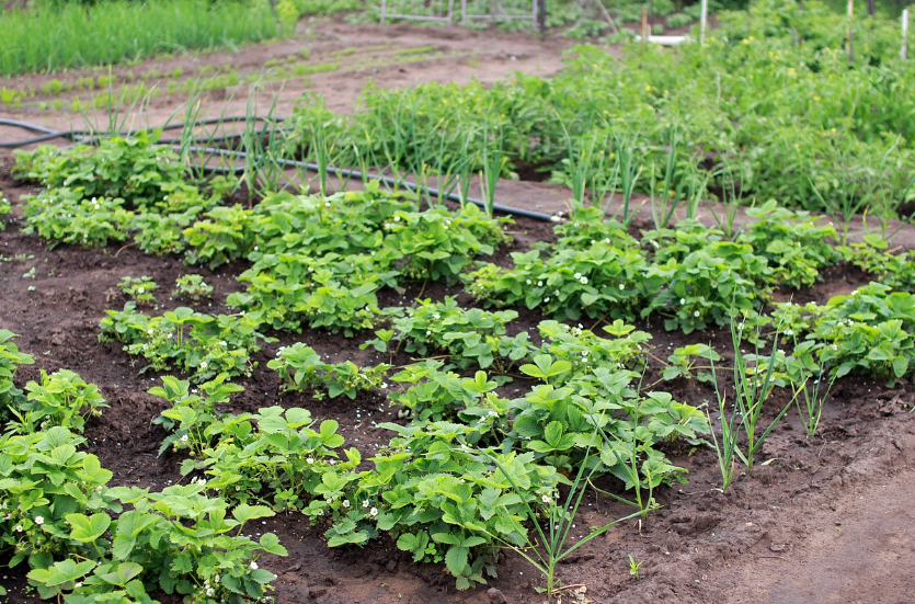 토지 경매 개념 설명