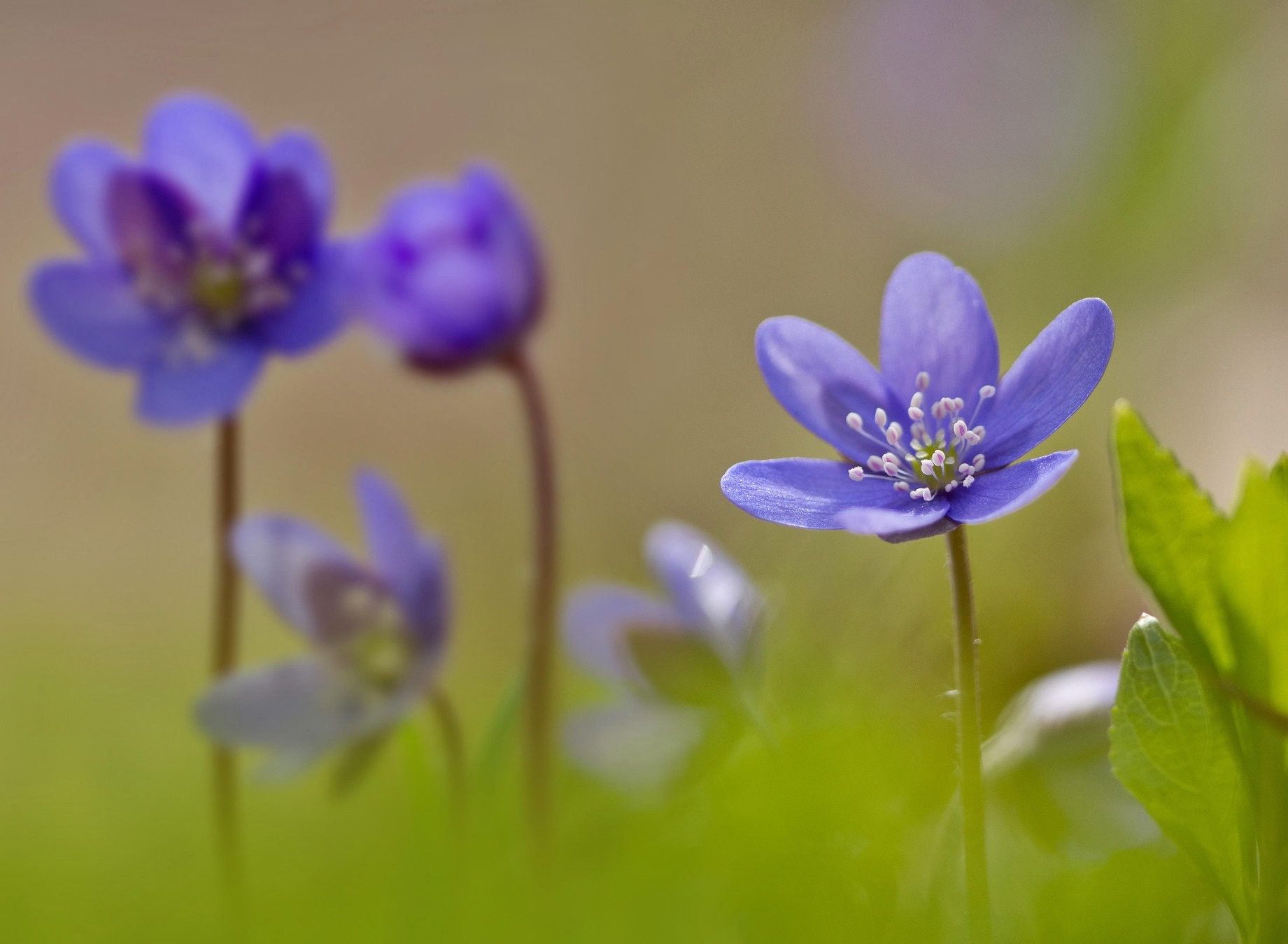 혈당 방어선이 무너질 때&amp;#44; 간 마지막 경계선&amp;#44;간염에서 간경화까지