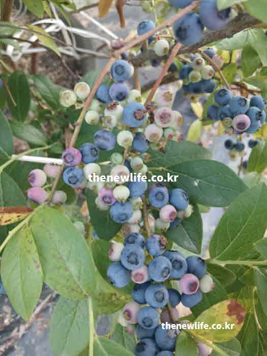 블루베리 효능 성질 성분