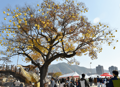2023 청송 사과축제 사진