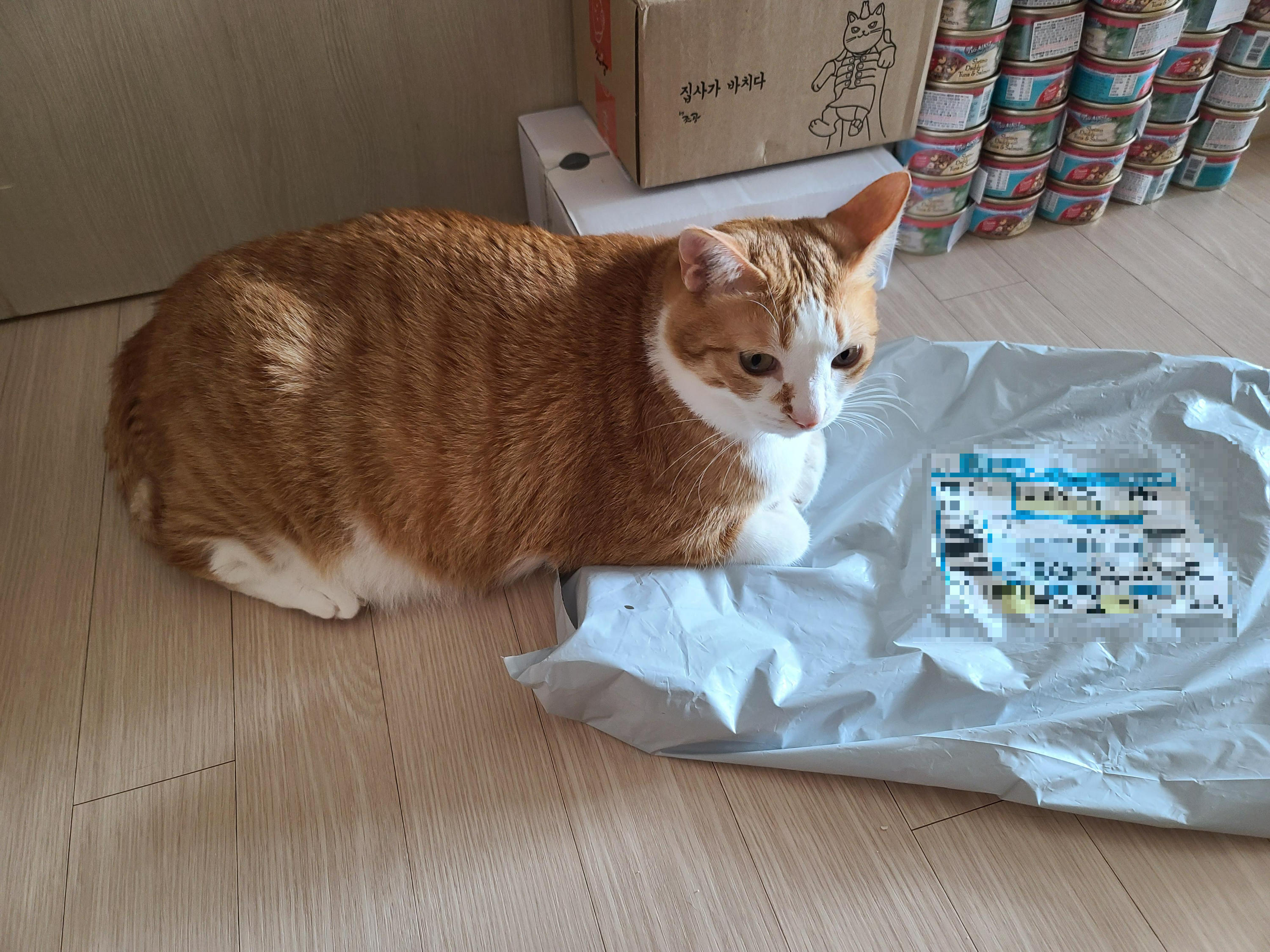 호야가 거실에서 식빵을 굽고 있었던 이유는..