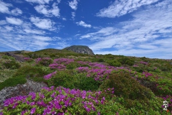 한라산의 봄 사진
