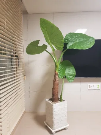 알로카시아 키우기 물주기 햇빛온도 관리 잎 크게 키우는 법_10