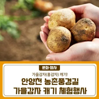 가을감자 심는시기 파종시기와 재배법_15