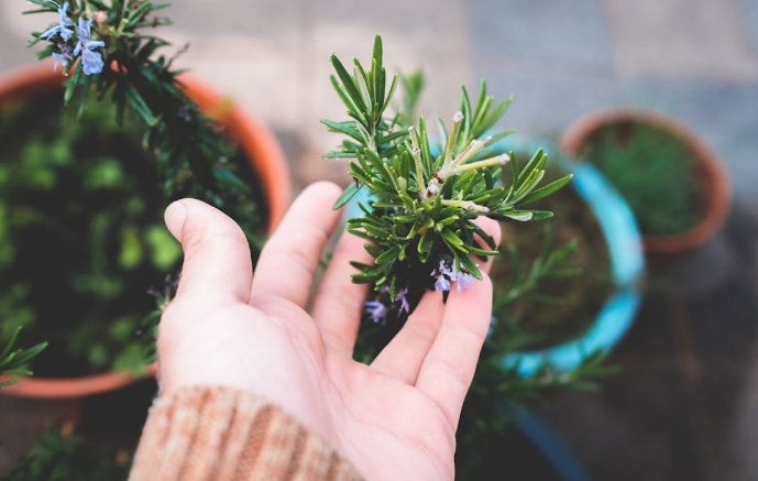 로즈마리 오일 효능