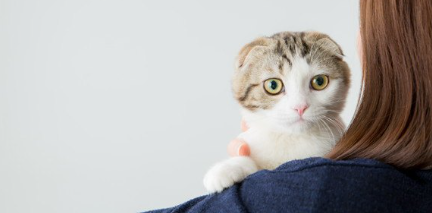 여자에게 안기는 고양이.