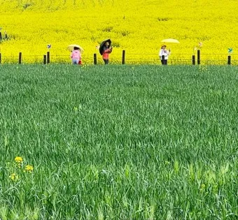 고창 청보리밭 축제 방문자 혜택_26