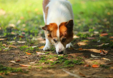 냄새를 맡는 개.