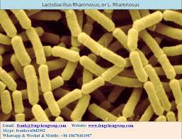 락토바실루스 람노수스 R0011균