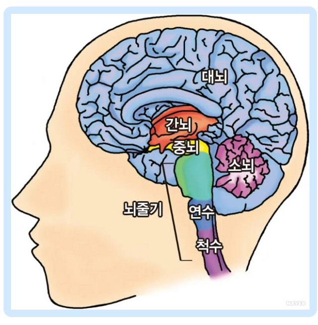 뇌간