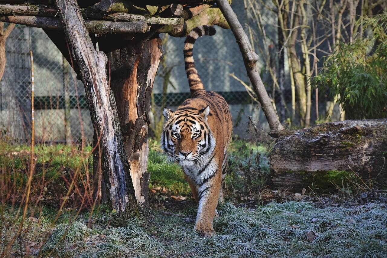 2025년 7월, 호랑이띠(寅띠) 운세