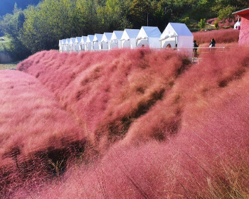 고창 핑크뮬리 축제_7