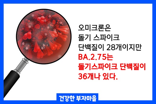 기존 오미크론에 비해 돌기 스파이크 단백질이 36개로 증가된 것이 특징