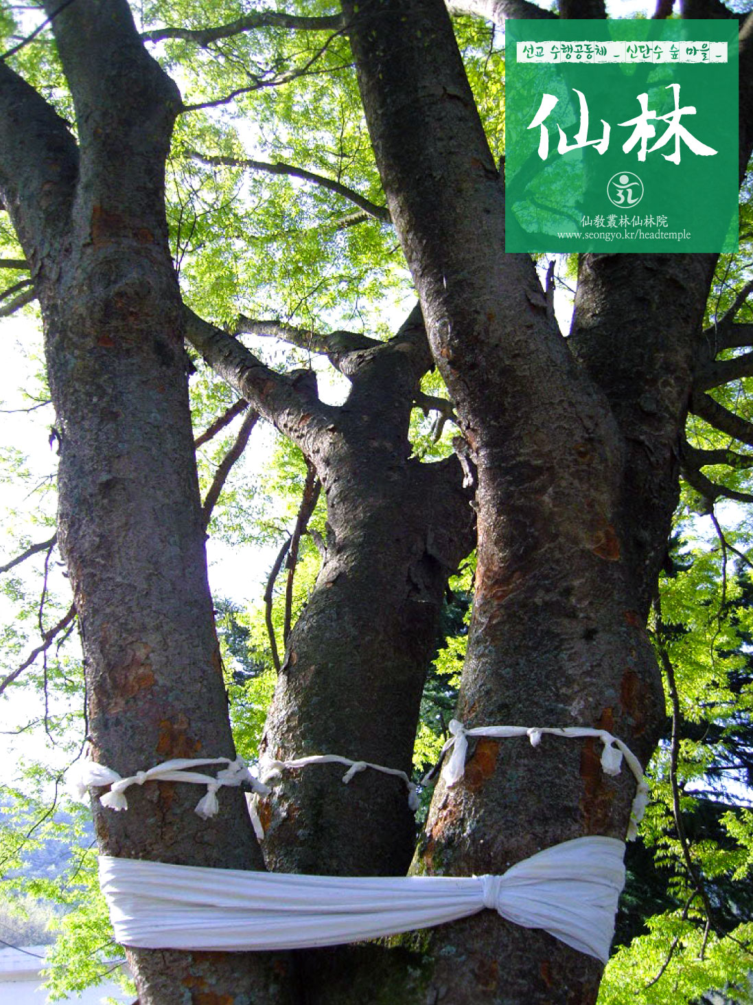 선교총림 선림원 신단수