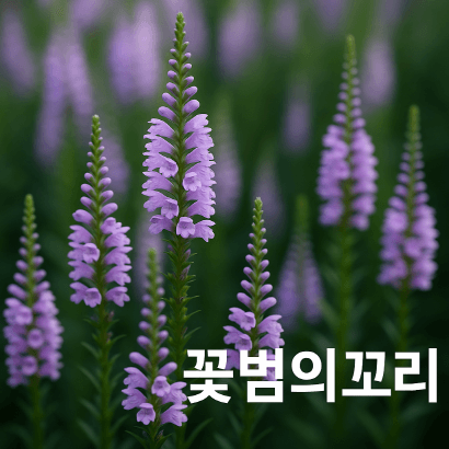 꽃범의꼬리 : 곧게 자라는 보랏빛, 정원의 질서를 세우다